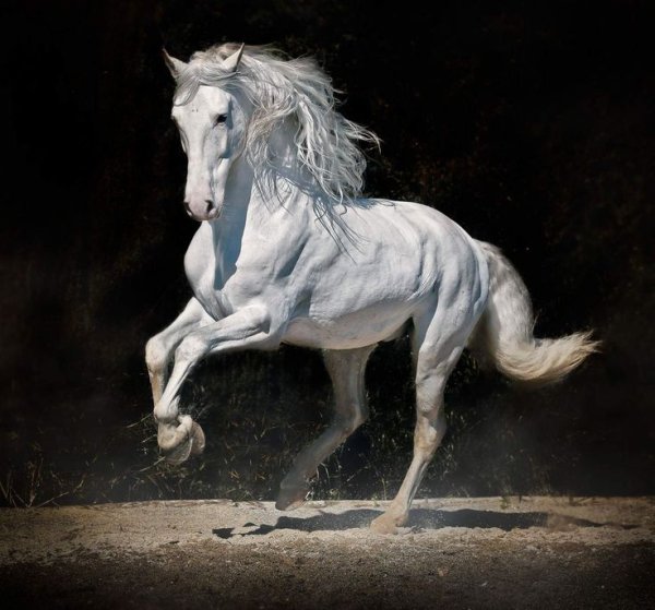 Рисунки андалузская лошадь (43 фото)