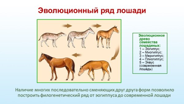 Рисунки филогенетический ряд лошади (45 фото)