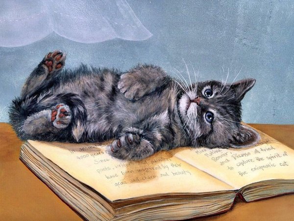 Рисунки кот лежит на книге (40 фото)