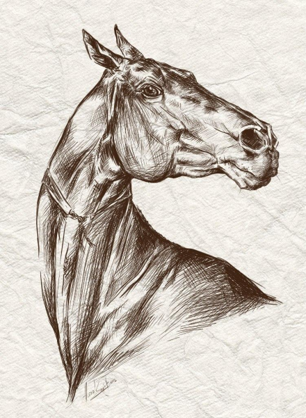 Рисунки лошадь повернула голову (41 фото)