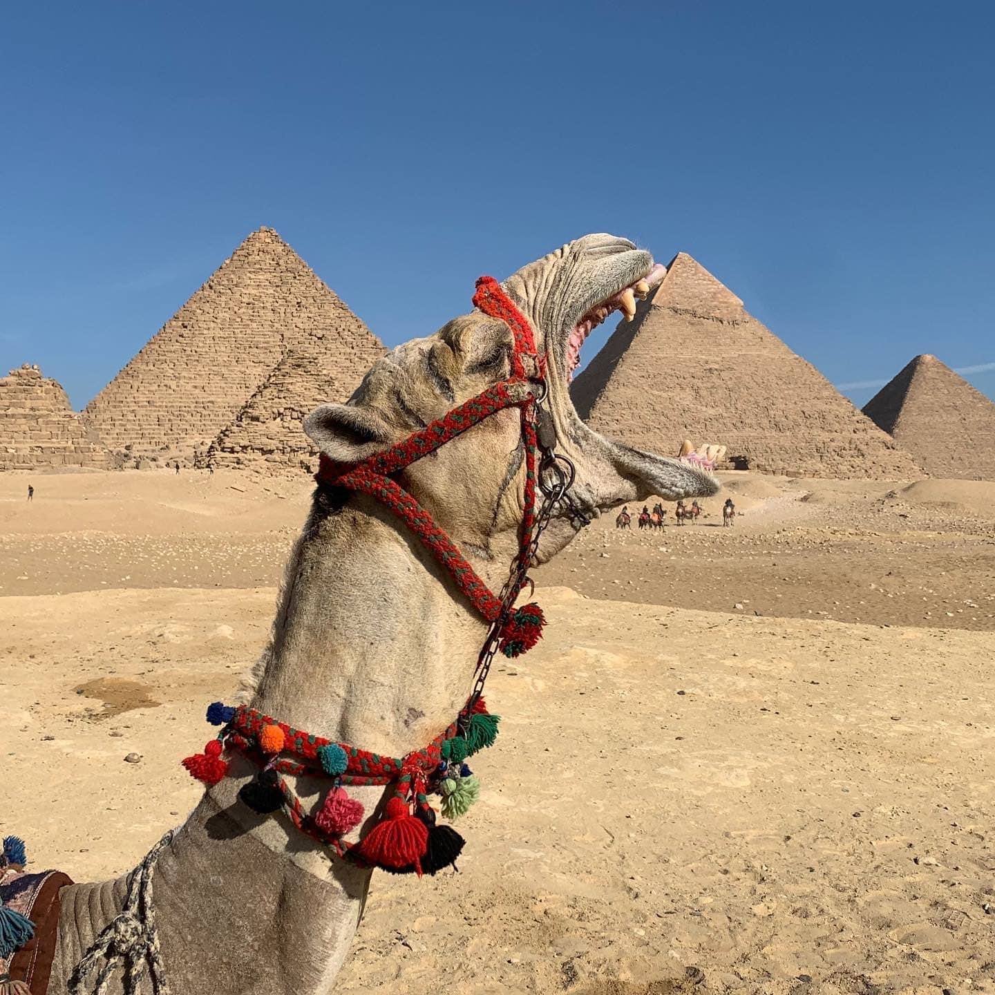 собаки в египте