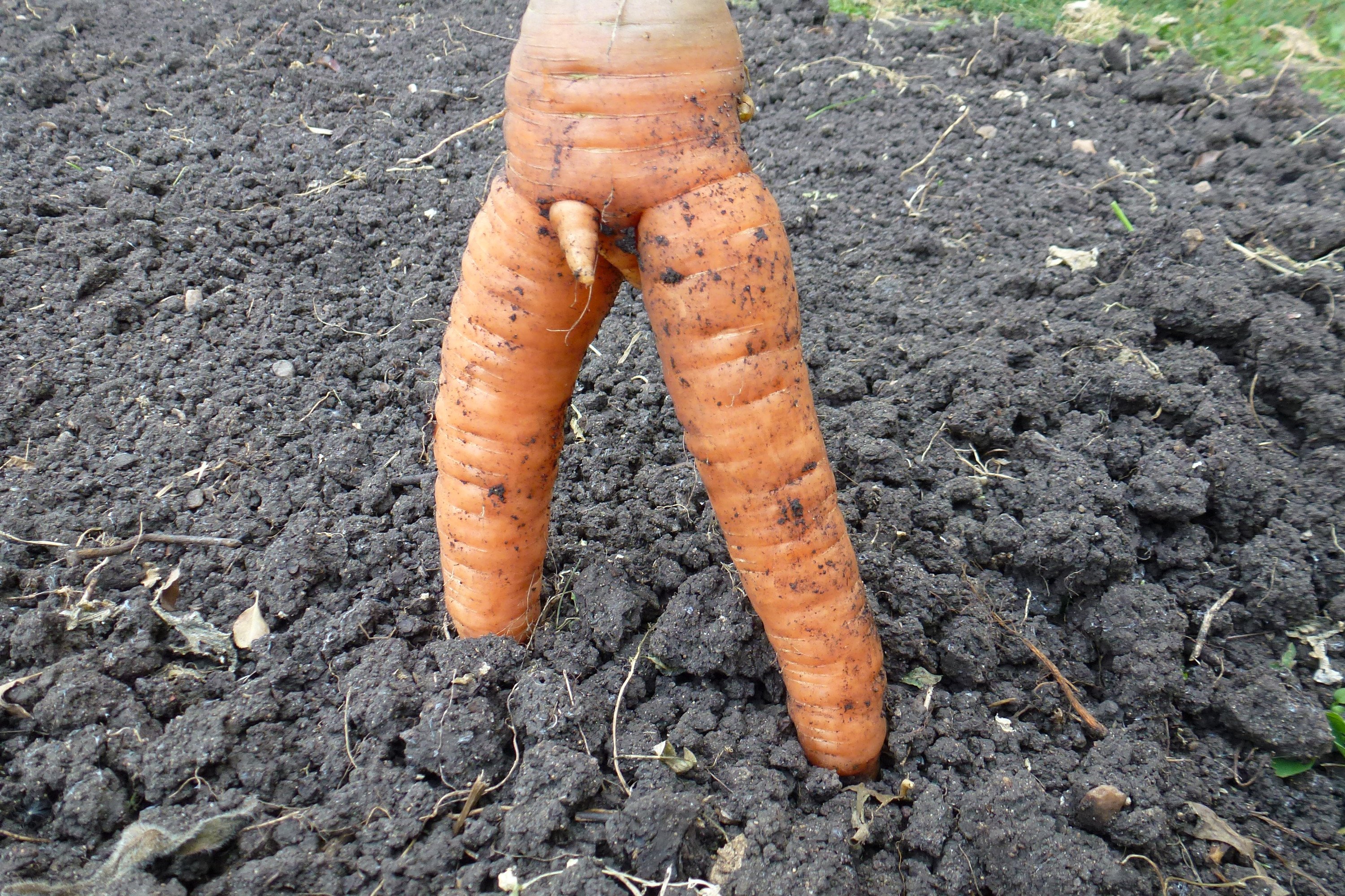морковка в жопе мужа фото 90