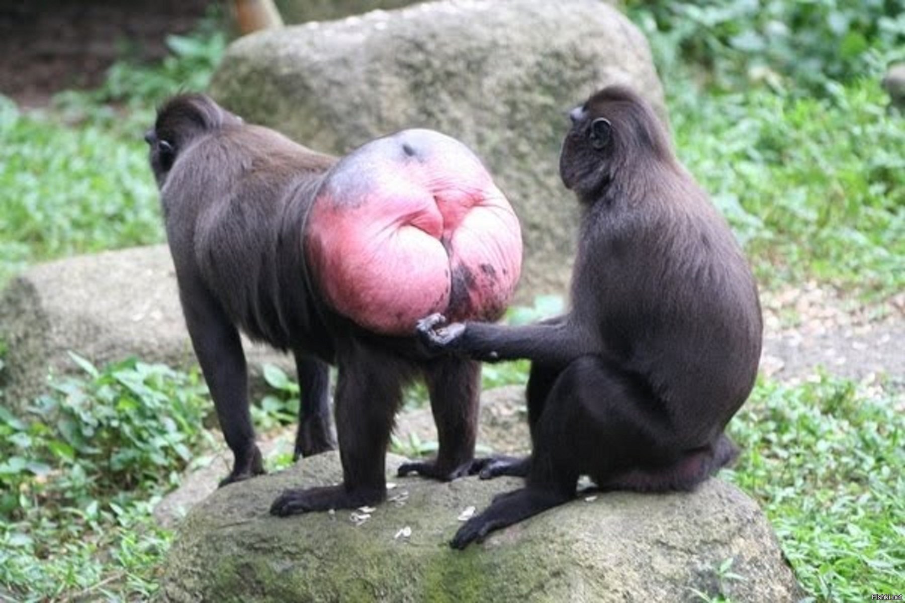 фото гориллы самца с яйцами