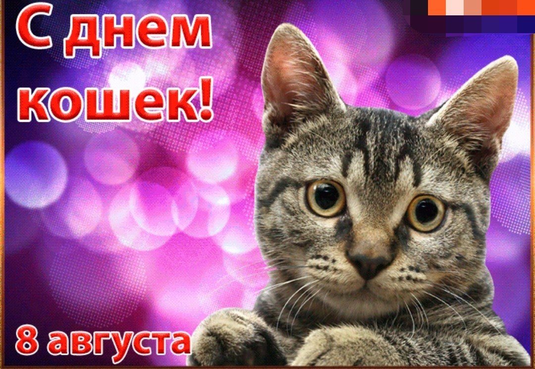 фото день кошек в россии