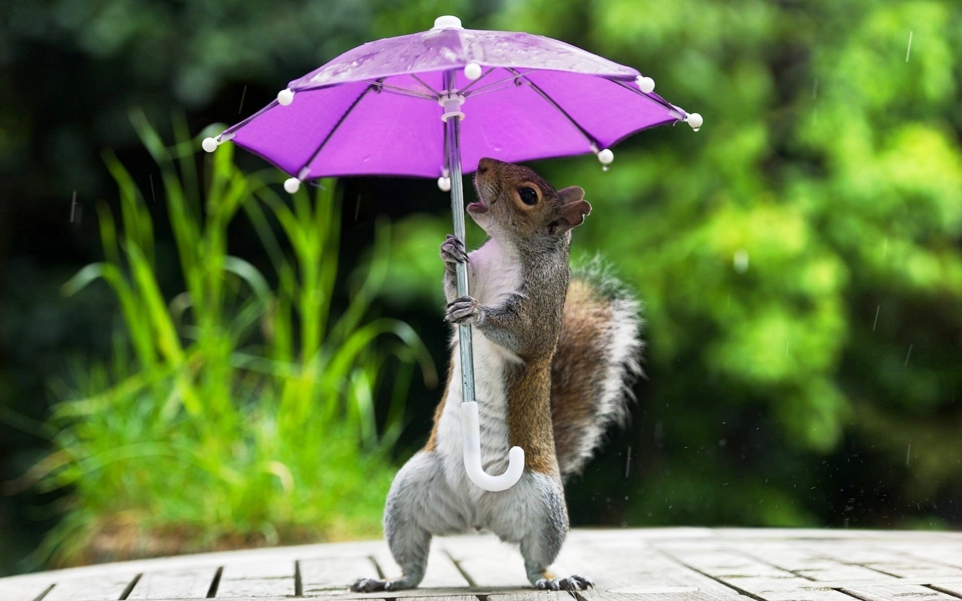 Животные зонтик дождь