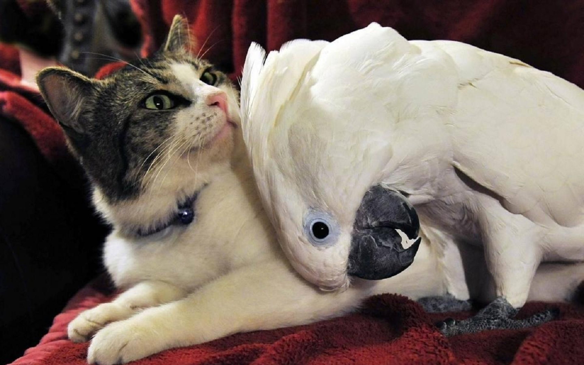 Кошка и птица