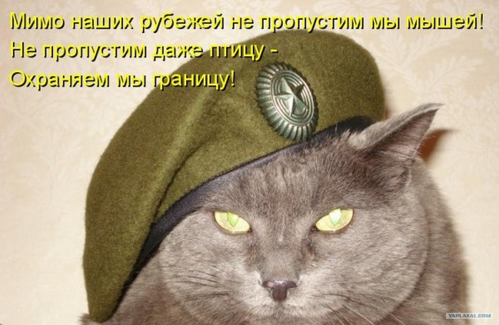 Кот защитник Отечества
