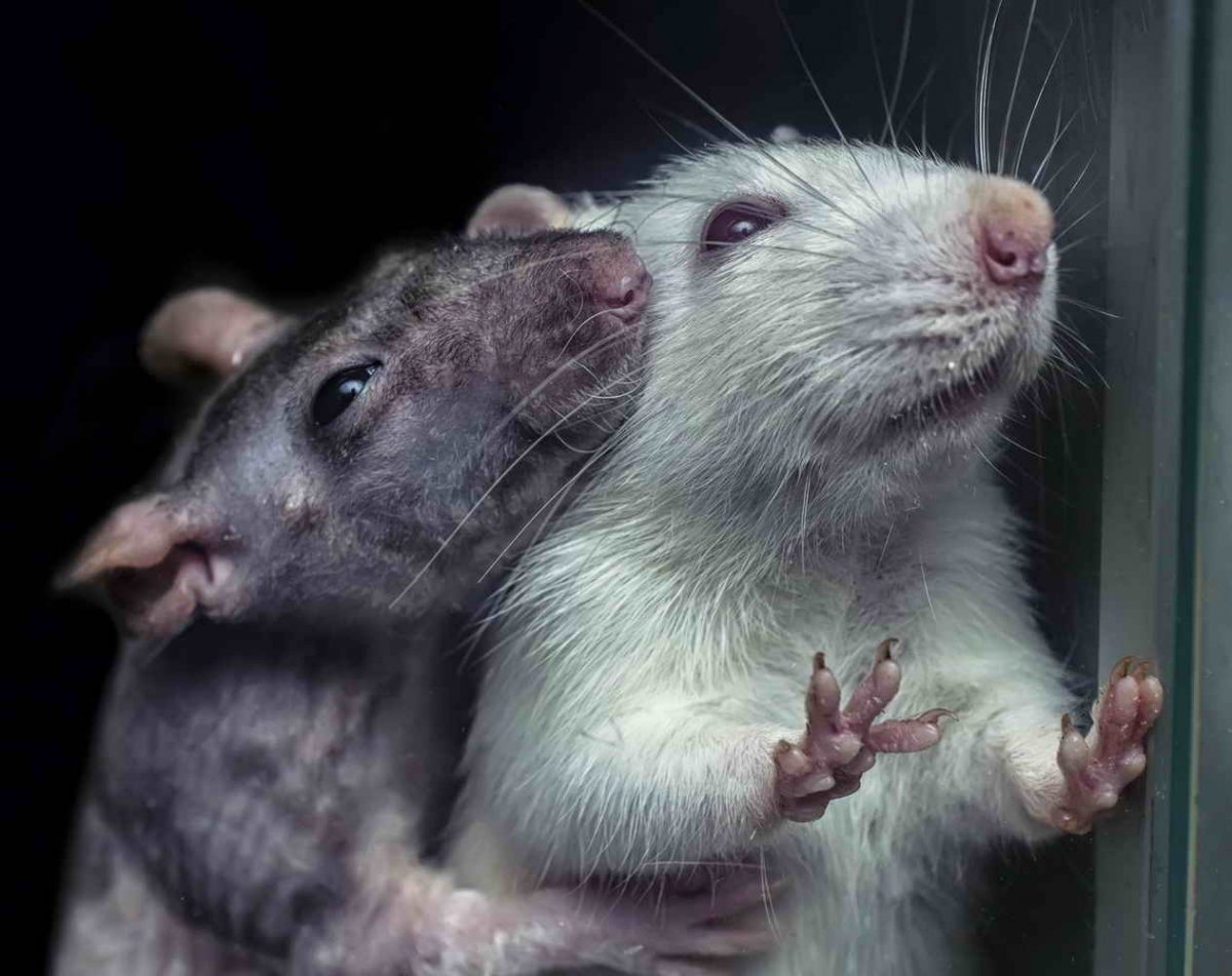 Две крысы обнимаются