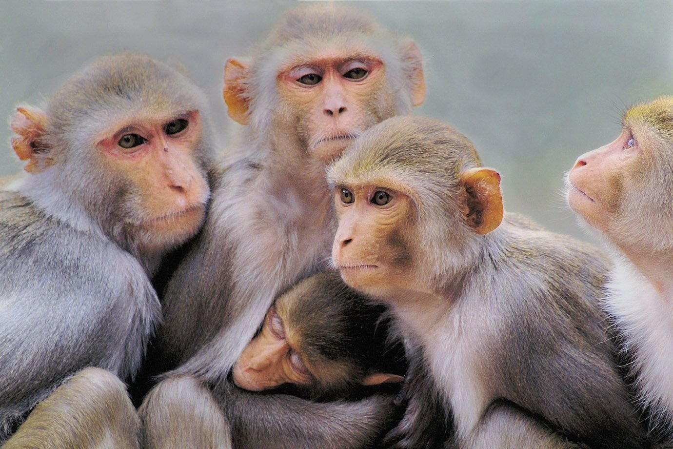 Четыре обезьяны