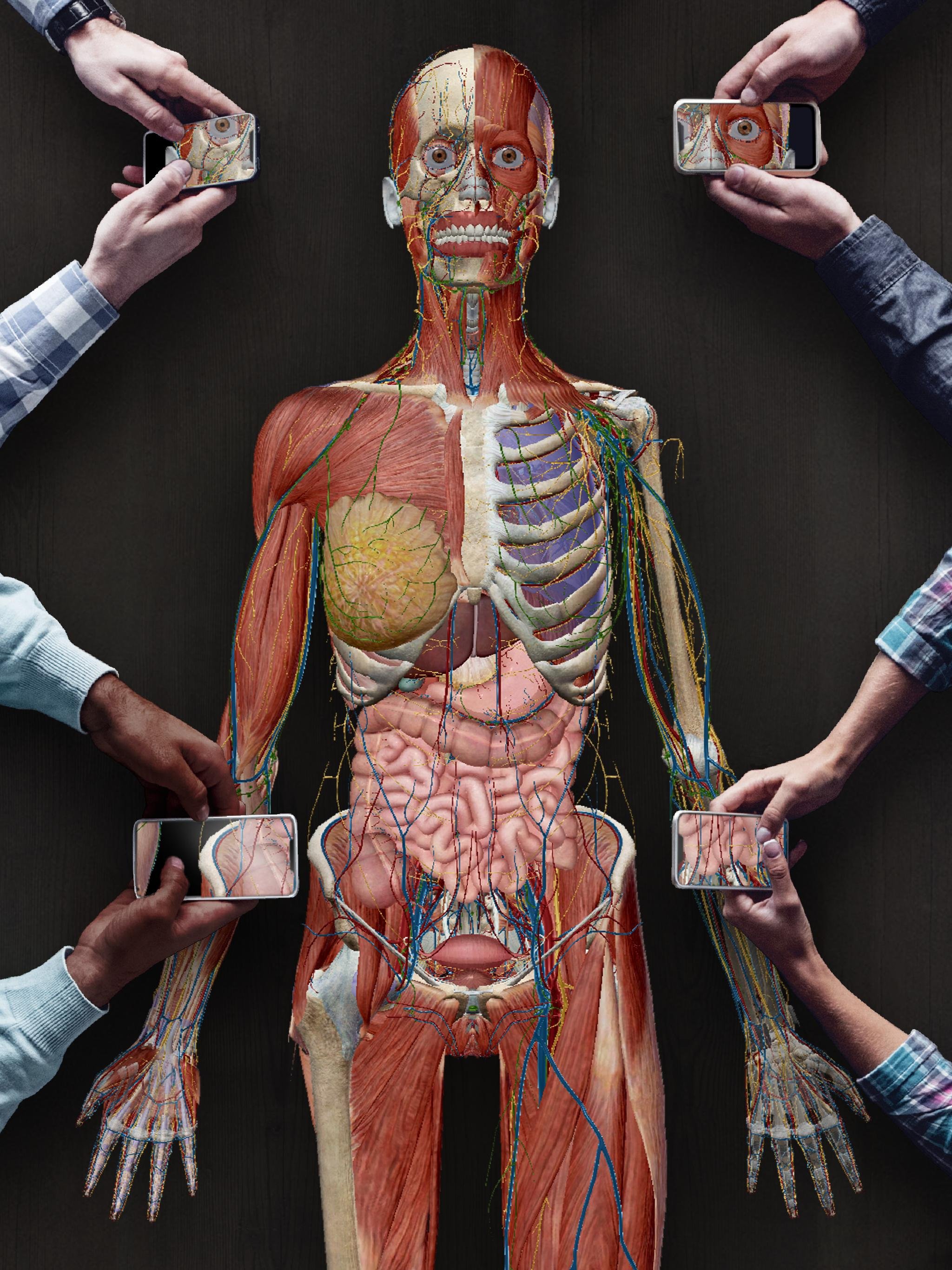 тело человека фото