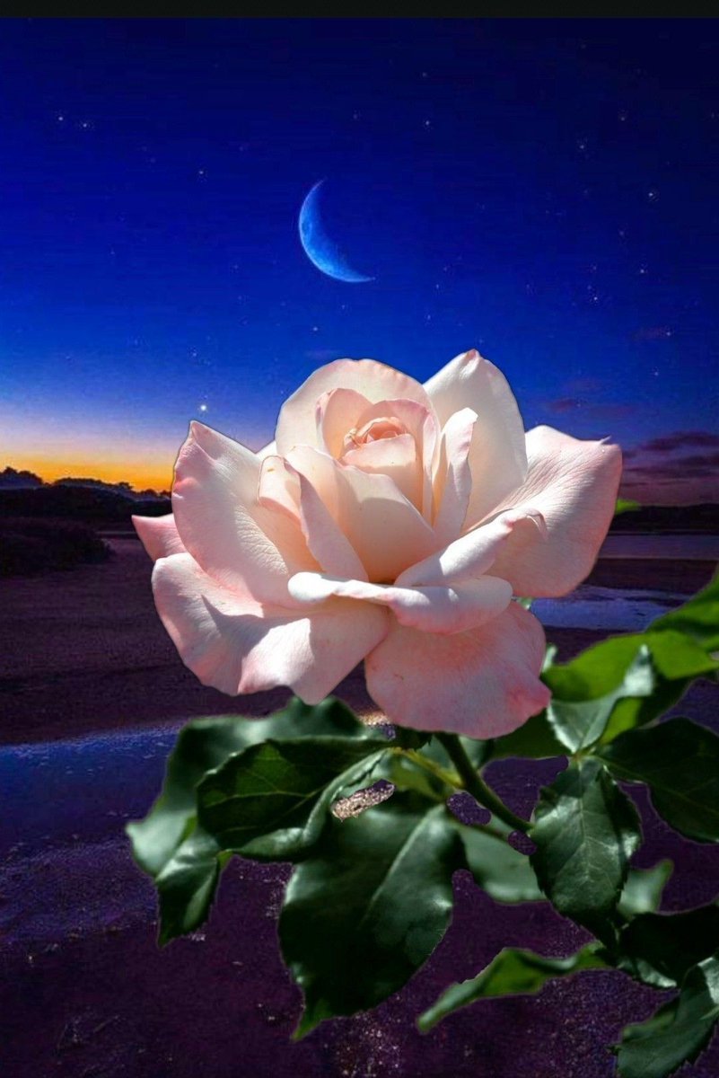 спокойной ночи картинки красивые цветы розы