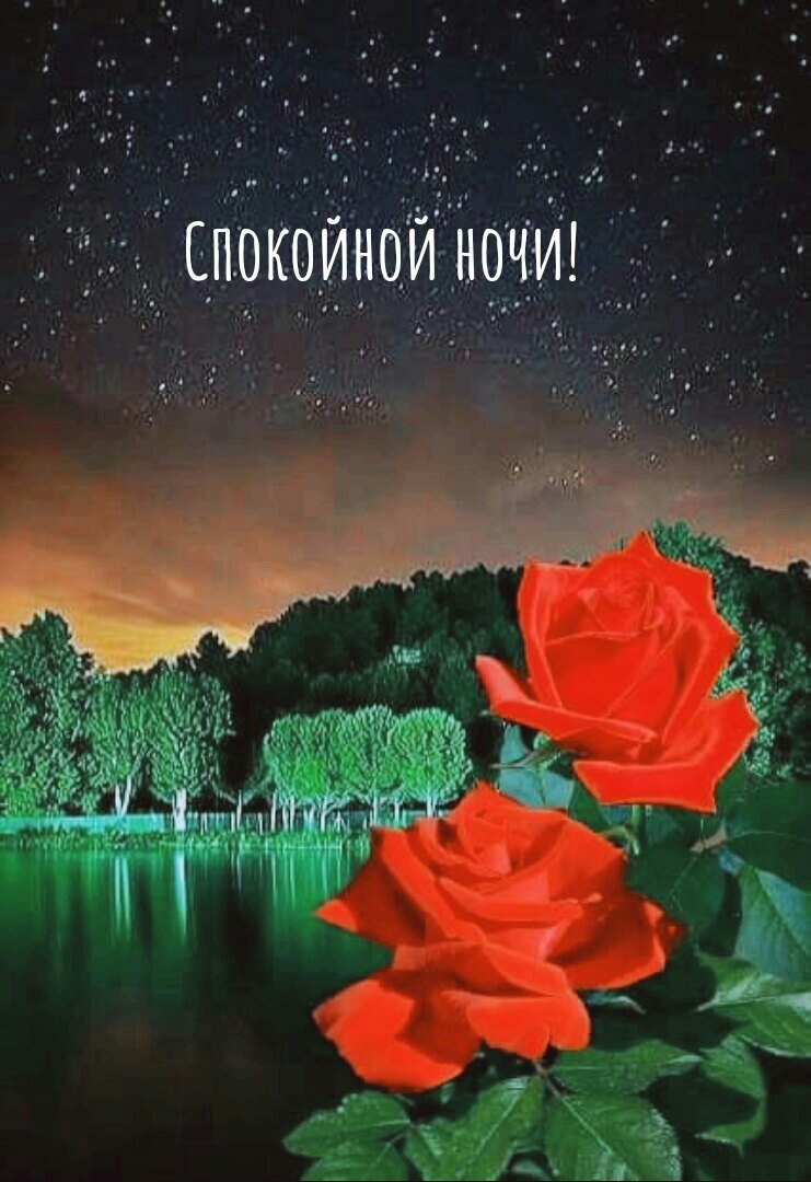 Спокойной ночи розы