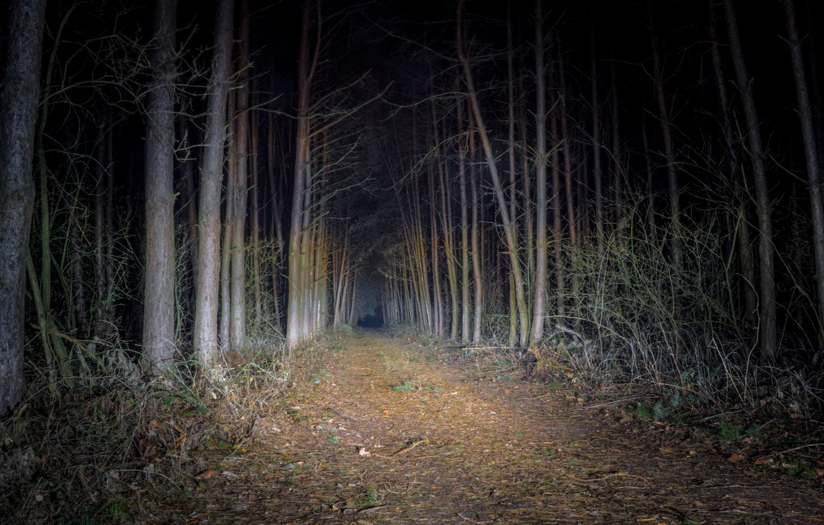 Ночью в лесу 3 класс. Страшный лес. Тисовый лес. Лес ночью фото. Ночной лес Россия.
