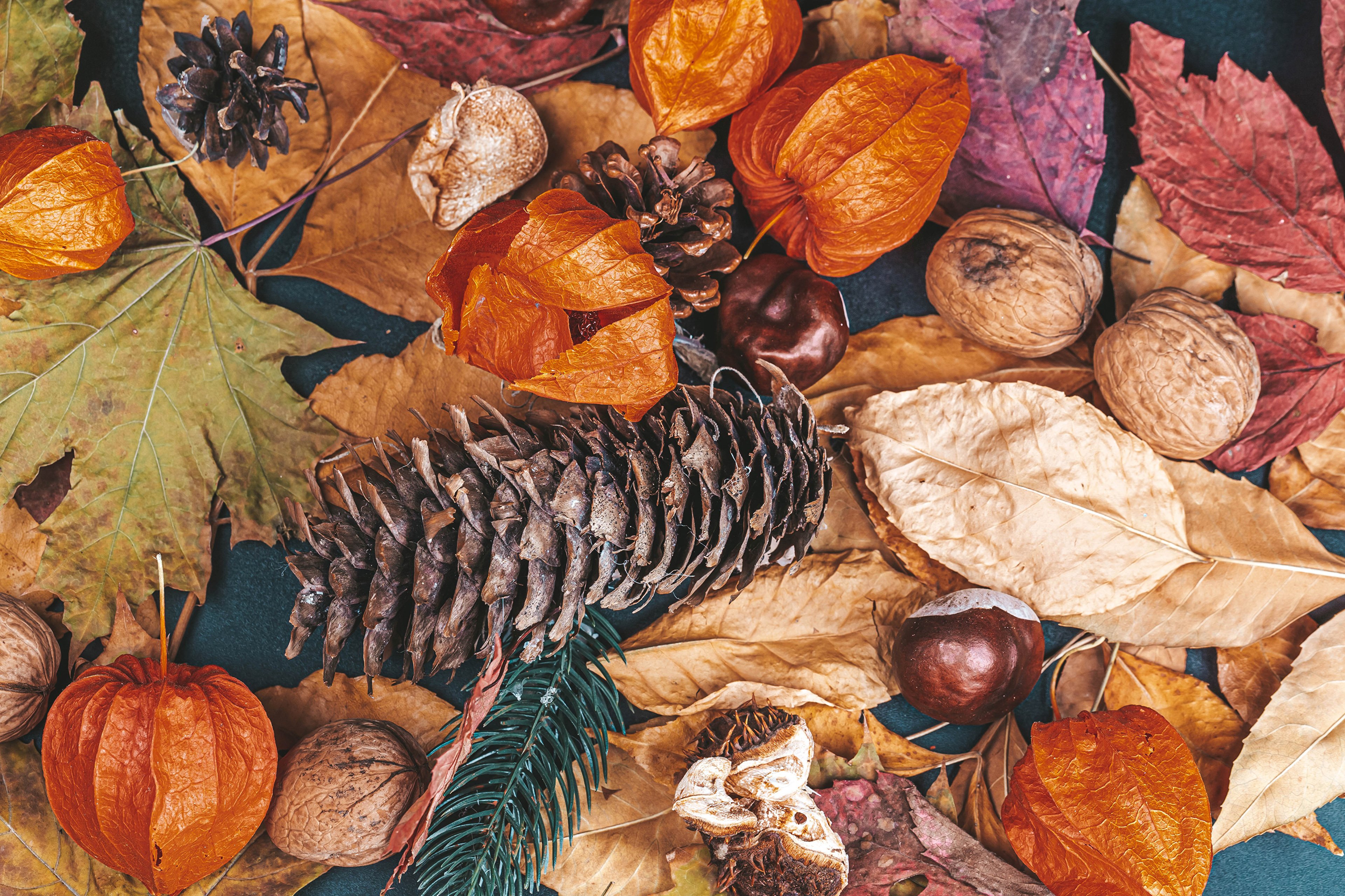 Природными материалами являются. Шишки желуди орехи. Осенние шишки. Осенние орехи. Натюрморт с природными материалами.