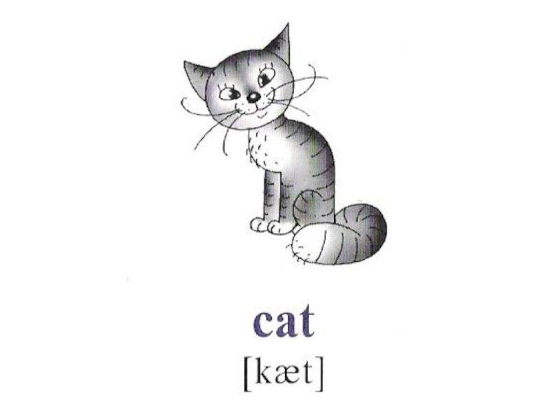 Кот с английского на русский. Карточка с изображением кошки. Кошка по английскому. Карточки со словами на английском для детей кошка. Английская кошка.
