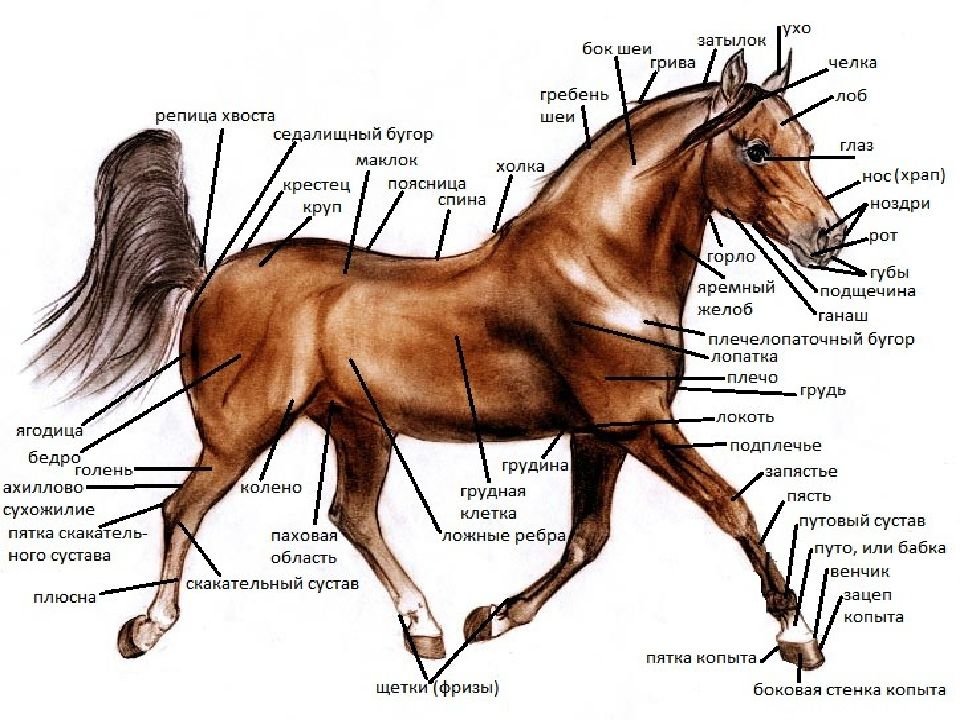 6 где конь. Строение лошади анатомия. Экстерьер лошади стати тела. Анатомия лошади схема. Топография статей лошади.