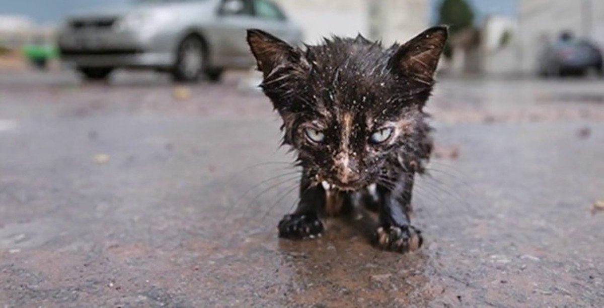 Мокрый котенок на улице. Бездомные котята. Жалкая кошка