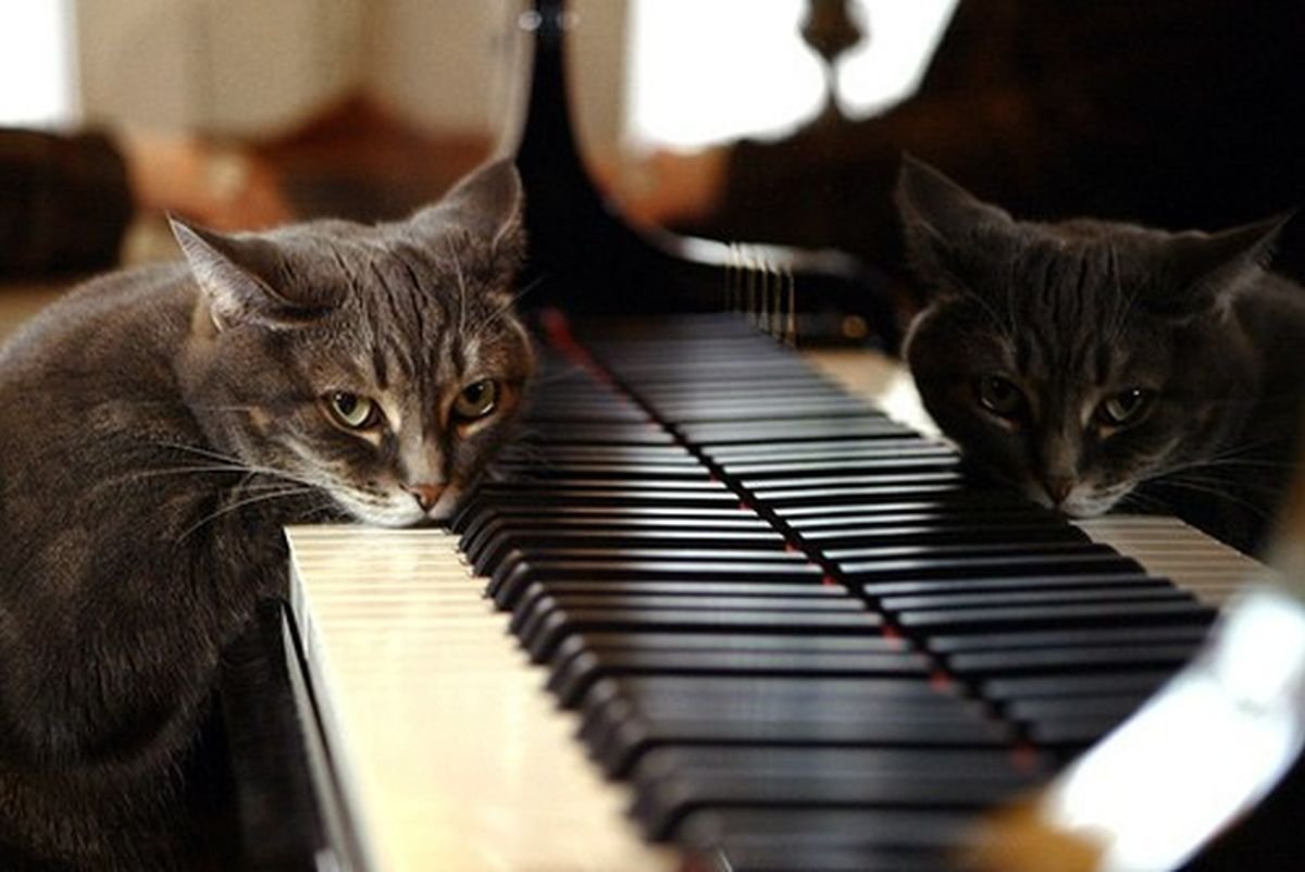 Музыкальных кошечек. Кот пианист Фатсо. Кот на пианино. Кот на рояле. Кошка на пианино.