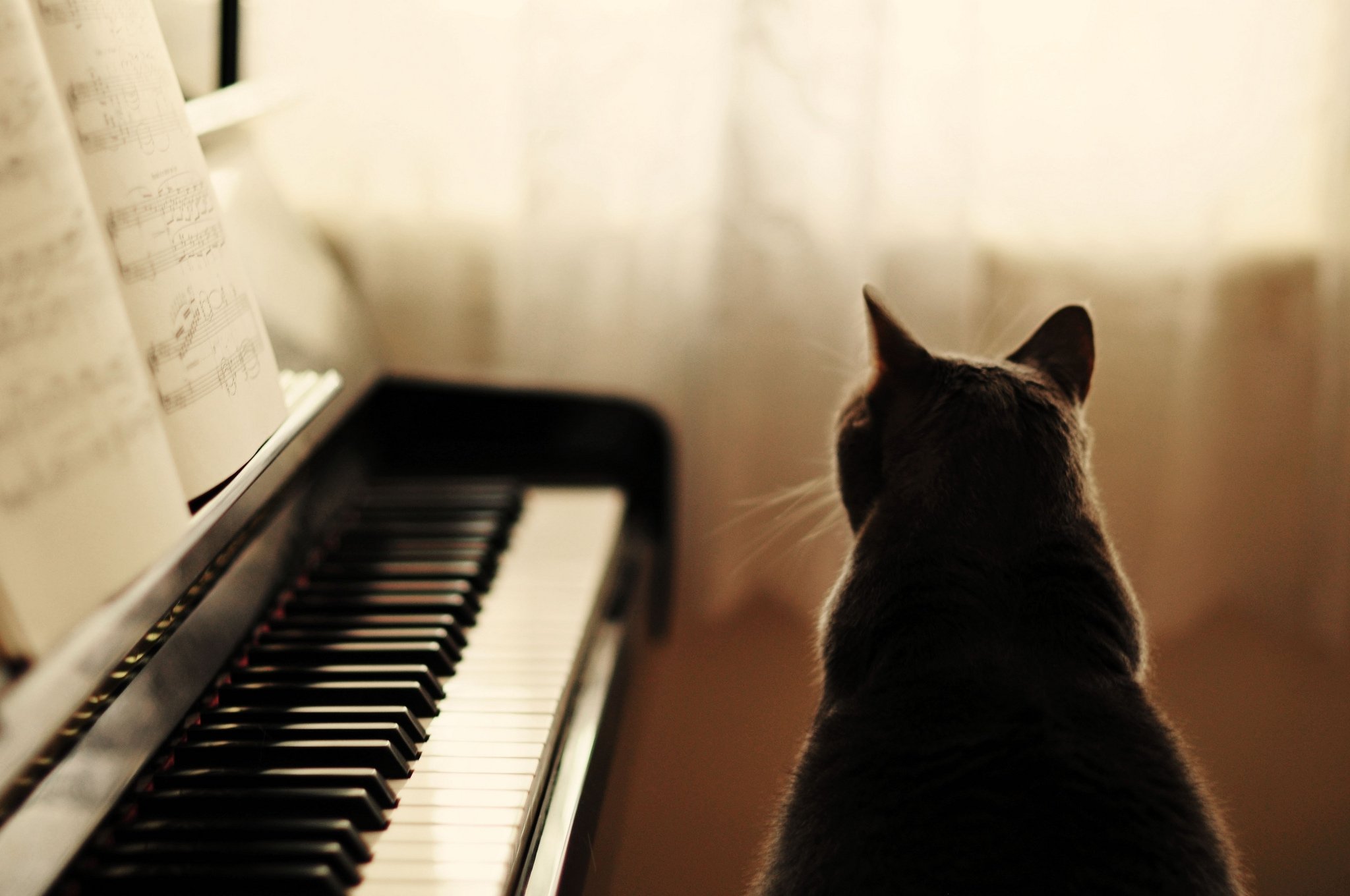 Пение успокоило. Кот на пианино. Кошка на пианино. Фортепиано. Кот за пианино.