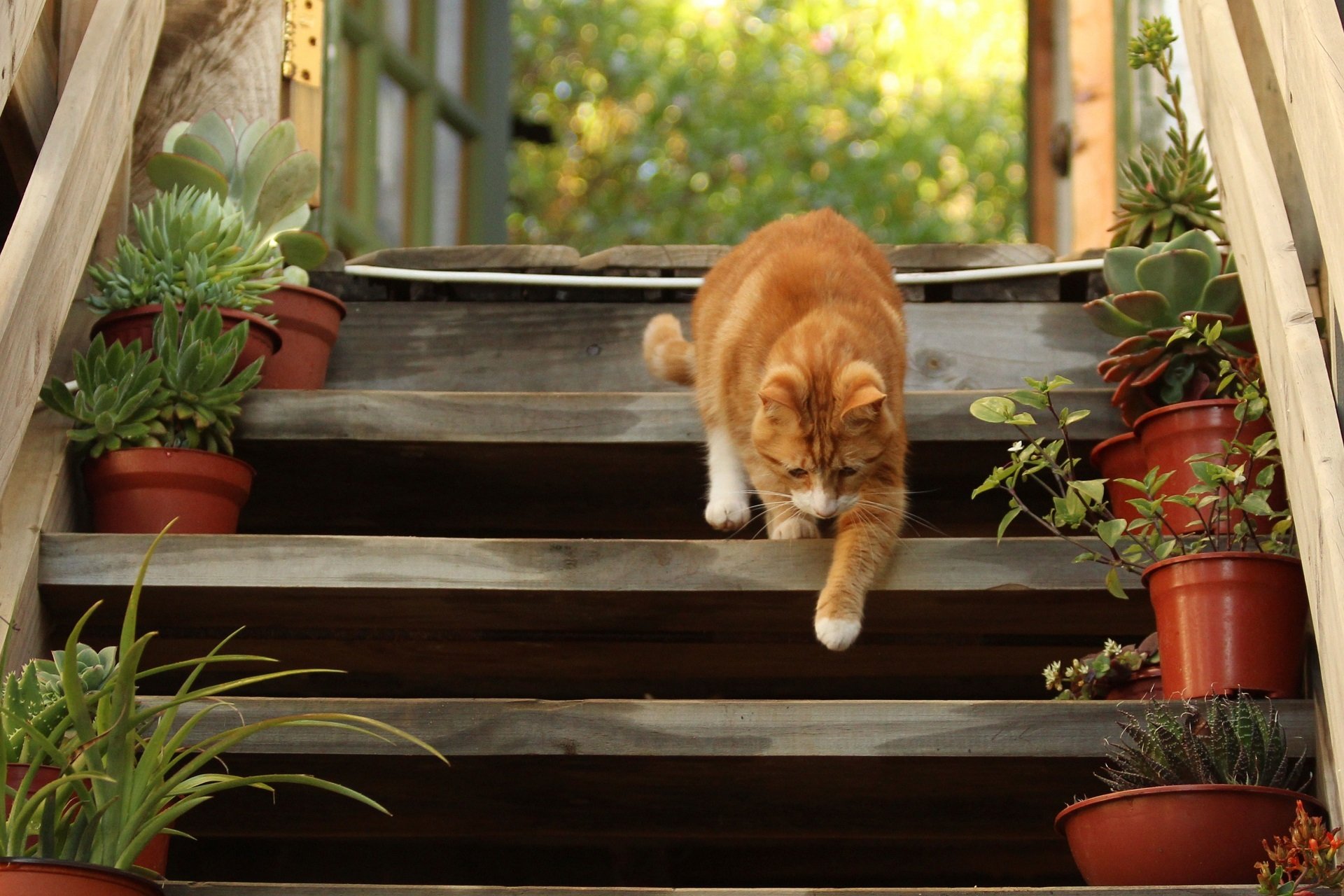 Дома пойдем гулять. Кот на крыльце. Рыжий кот на крыльце. Рыжий котенок на лестнице. Кошка сидит на крыльце.