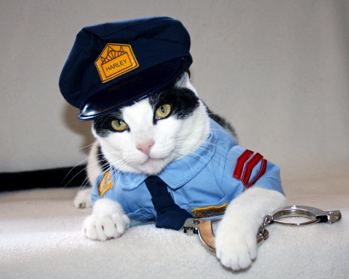 Коп и кот. Кот полицейский. Котик в костюме полицейского. Кот в фуражке полицейского. ЕОТ В полицейской форме.