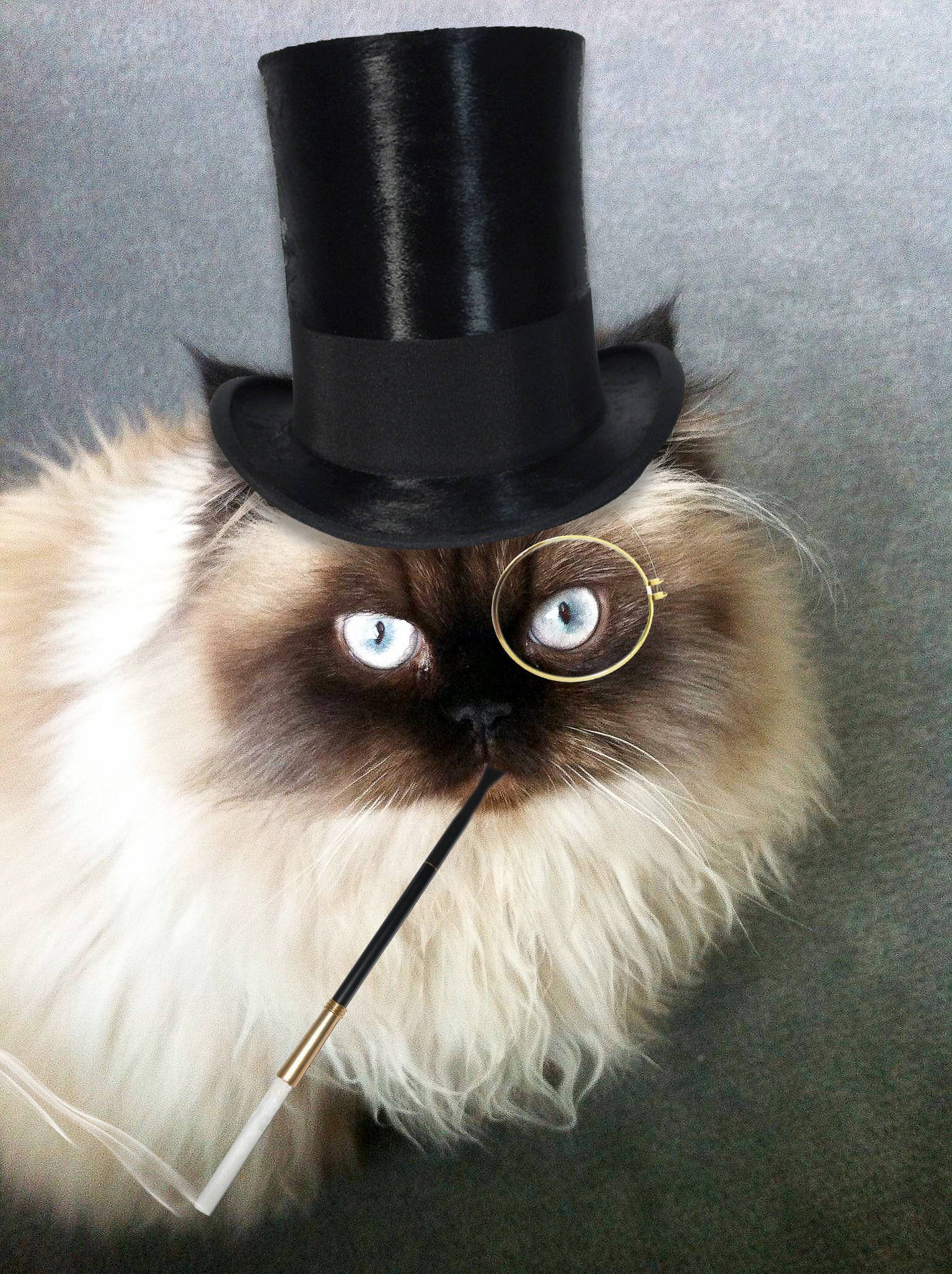 Кот джентльмен. Кот с моноклем. Котик джентльмен. Кот Джен. Кот с моноклем и в шляпе.