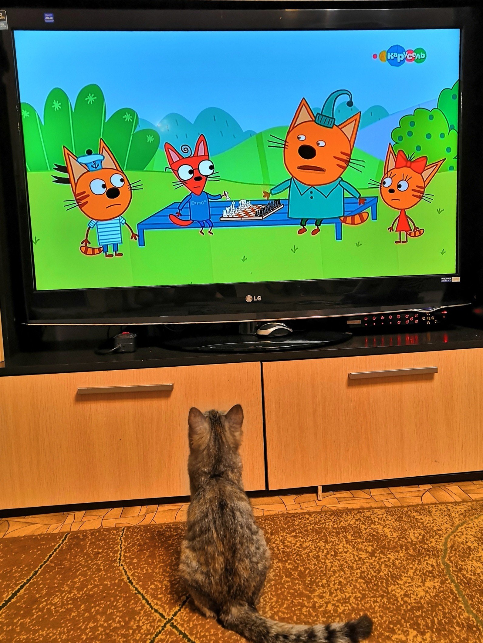 Телевизор с мультиками. Кот на телике. Кот и телевизор. Кошачий телевизор. Смотрят кошки на экране