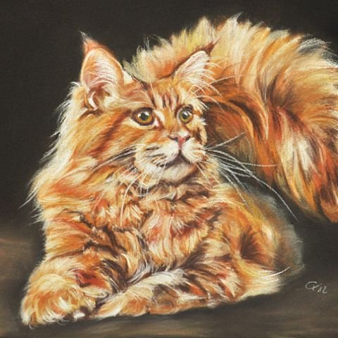 Рисунки кота мейкуна (45 фото)