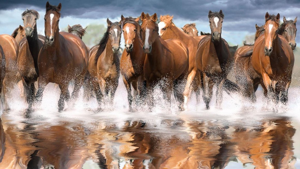 Песня кони шли на водопой