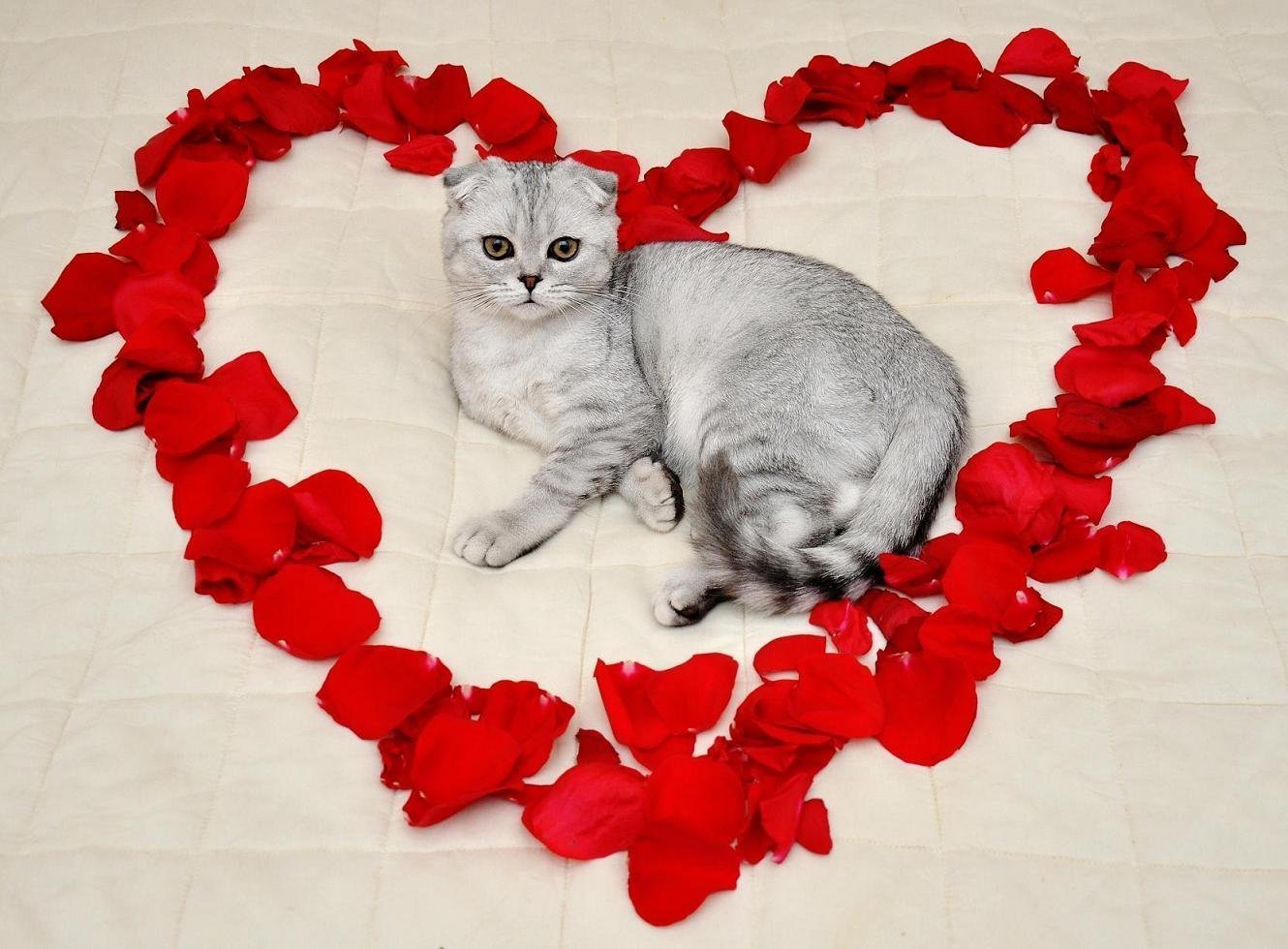 Картинки с любящими котиками. Кот с сердечками. Кошка с сердечком. Котик с сердцем. Кошечка с сердечком.