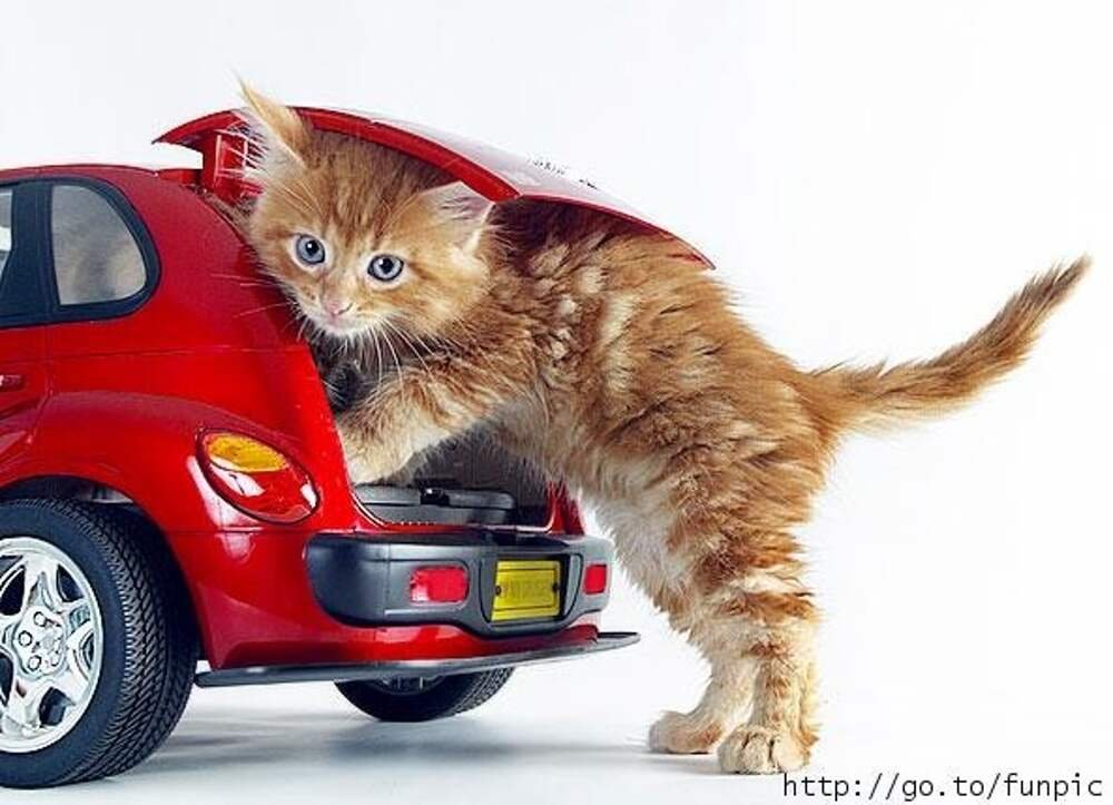 Включи машины котик. Котик на авто. Машина для котов. Кошка в машине. Котенок в игрушечной машине.