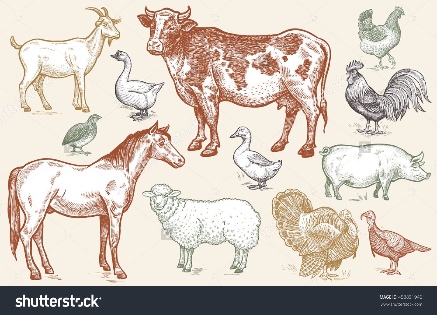 Корова овца лошадь. Свиньи коровы овцы куры. Корова свинья баран курица. Корова свинья курица и Овечка.