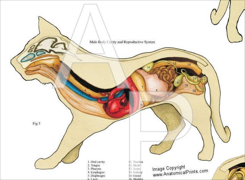 Пищевод кошки. Мочеполовая система кота анатомия. Анатомия кота внутренние органы. Репродуктивная система кошки анатомия. Анатомия беременной кошки внутренние органы.