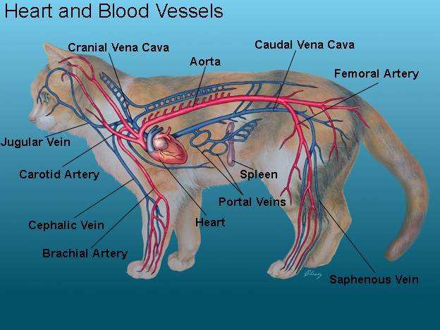 Тромб у кота. Строение кровеносной системы кошки. Кровеносная система кошки анатомия. Кровеносная система собаки анатомия. Анатомия кошки внутренние органы атлас.