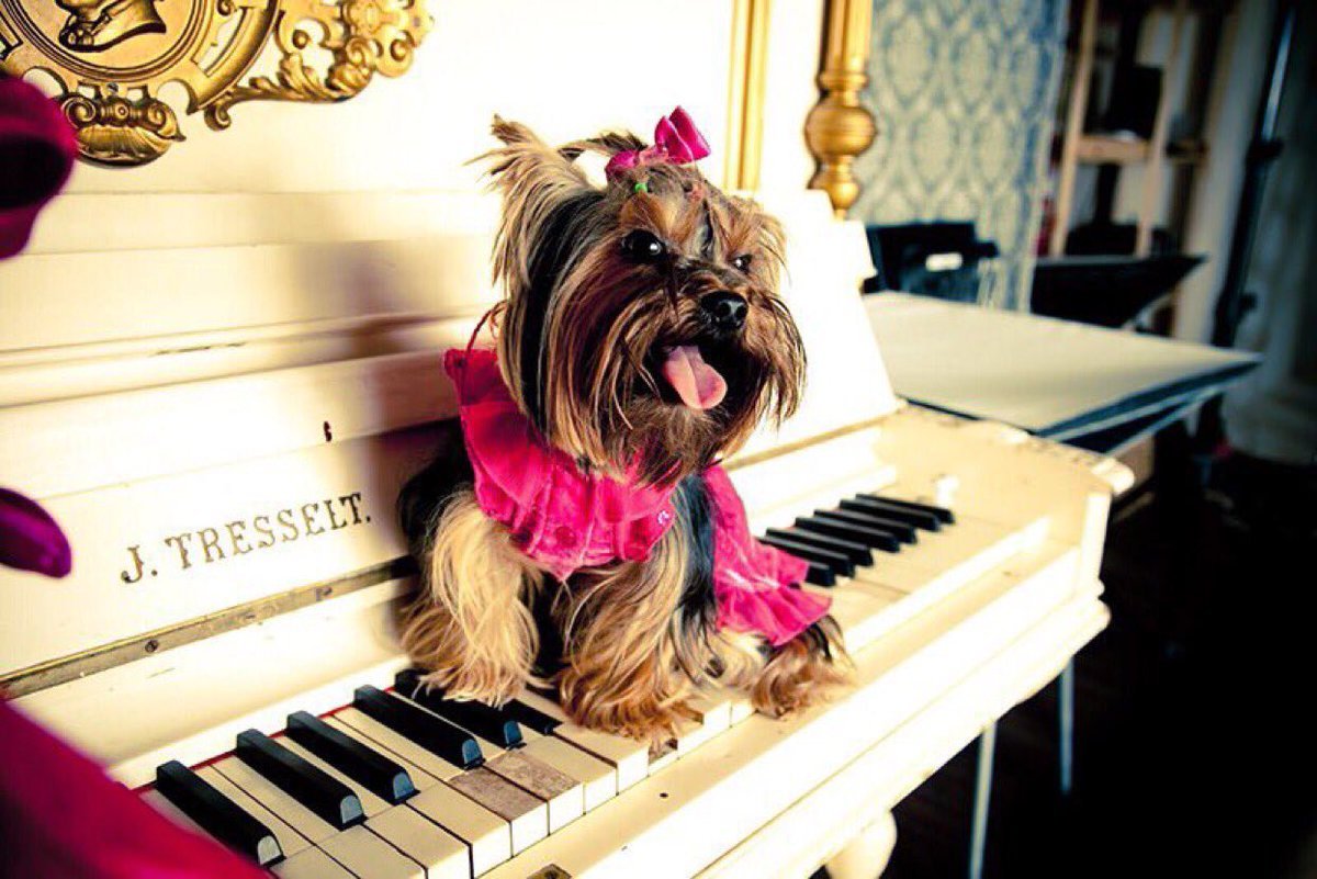 Собачий вальс картинка на пианино. Собака на рояле. Собака на пианино. Собака поет. Собака музыкальная.