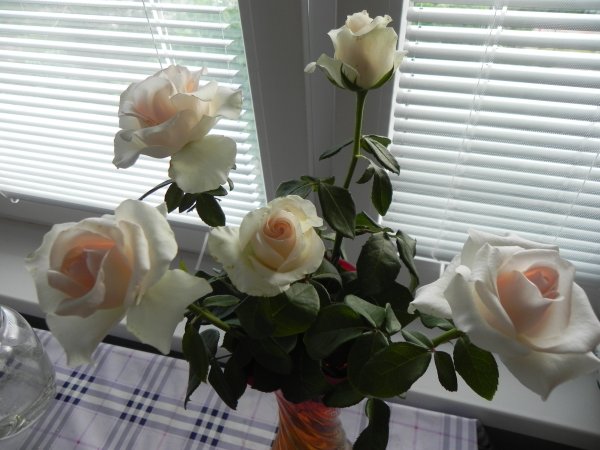 Букет роз на фоне дома (41 фото)