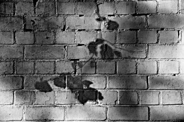 Черно белая кирпичная стена фон (42 фото)