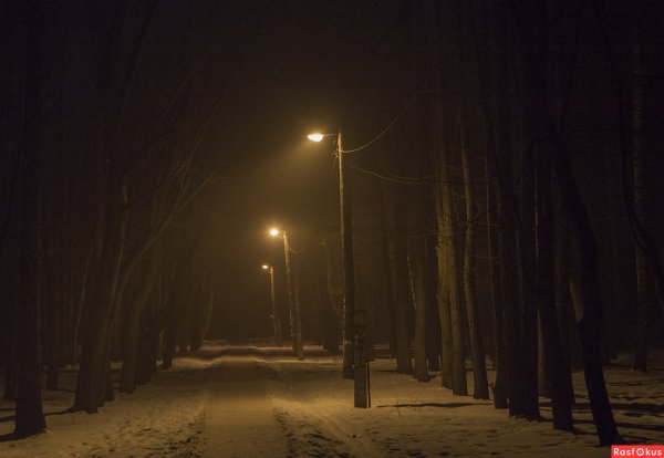 Фон на улице ночью в лесу (39 фото)