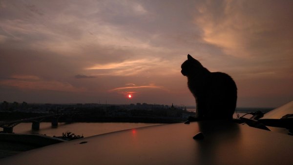 Котик на фоне города (42 фото)