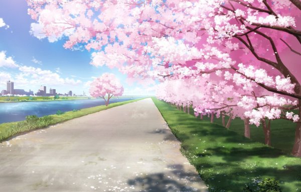 Обои аниме сакура в цвету (42 фото)