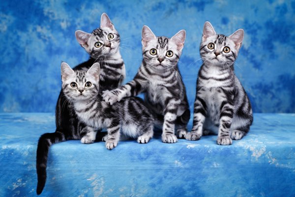 Рисунки американская короткошерстная кошка (43 фото)