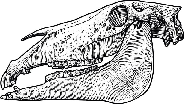 Рисунки челюсть коровы (40 фото)