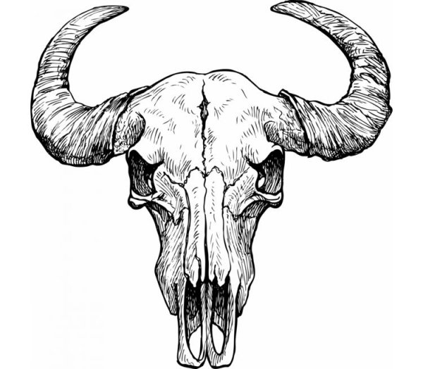 Рисунки череп коровы с рогами (39 фото)