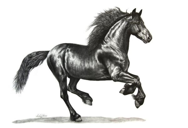 Рисунки фризская лошадь (44 фото)