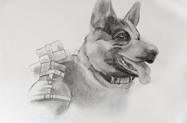 Рисунки фронтовой собаки (43 фото)