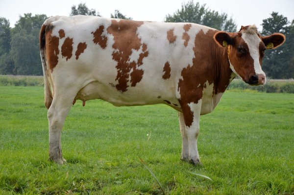 Рисунки голштинская порода коров (42 фото)