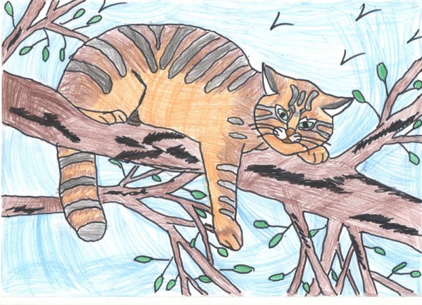 Рисунки кавказский лесной кот красная книга (43 фото)