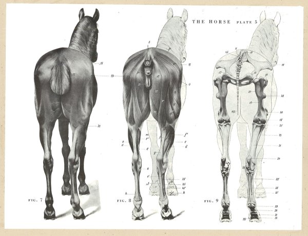 Рисунки колени лошади (44 фото)