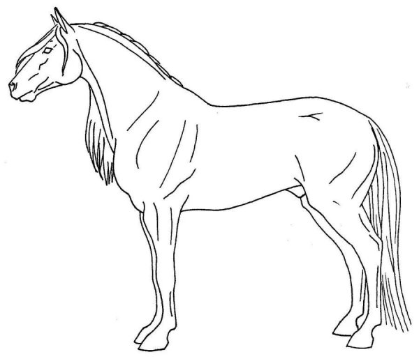Рисунки коня стоящего (39 фото)