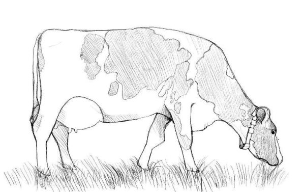Рисунки корова сбоку (37 фото)